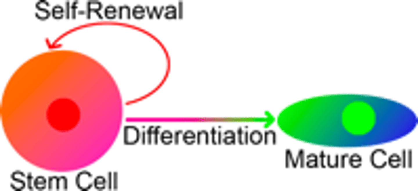<p>-Self renewal: the capacity to replicate without disrupting their ability to differentiate by producing both a differentiated cell and a copy of themselves when they replicate</p><p>-Potency undifferentiated cells that can give rise to differentiated cells with a specific function</p>