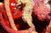 <p>What Shape is this fish?</p>
