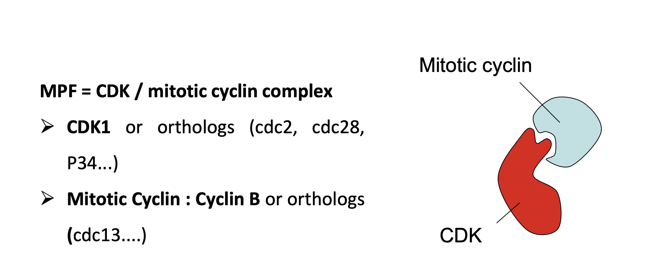 <p>MPF = CDK/Mitotic Cyclin complex</p><ul><li><p>CDK1</p></li><li><p>cyclin B (mitotic cyclin)</p></li></ul><p>however cyclin B is not sufficient for CDK1 activity </p><ul><li><p>phospho-substrate + ATP required </p></li><li><p>CDK1 has 2 binding sites for these molecules </p></li></ul><p></p>