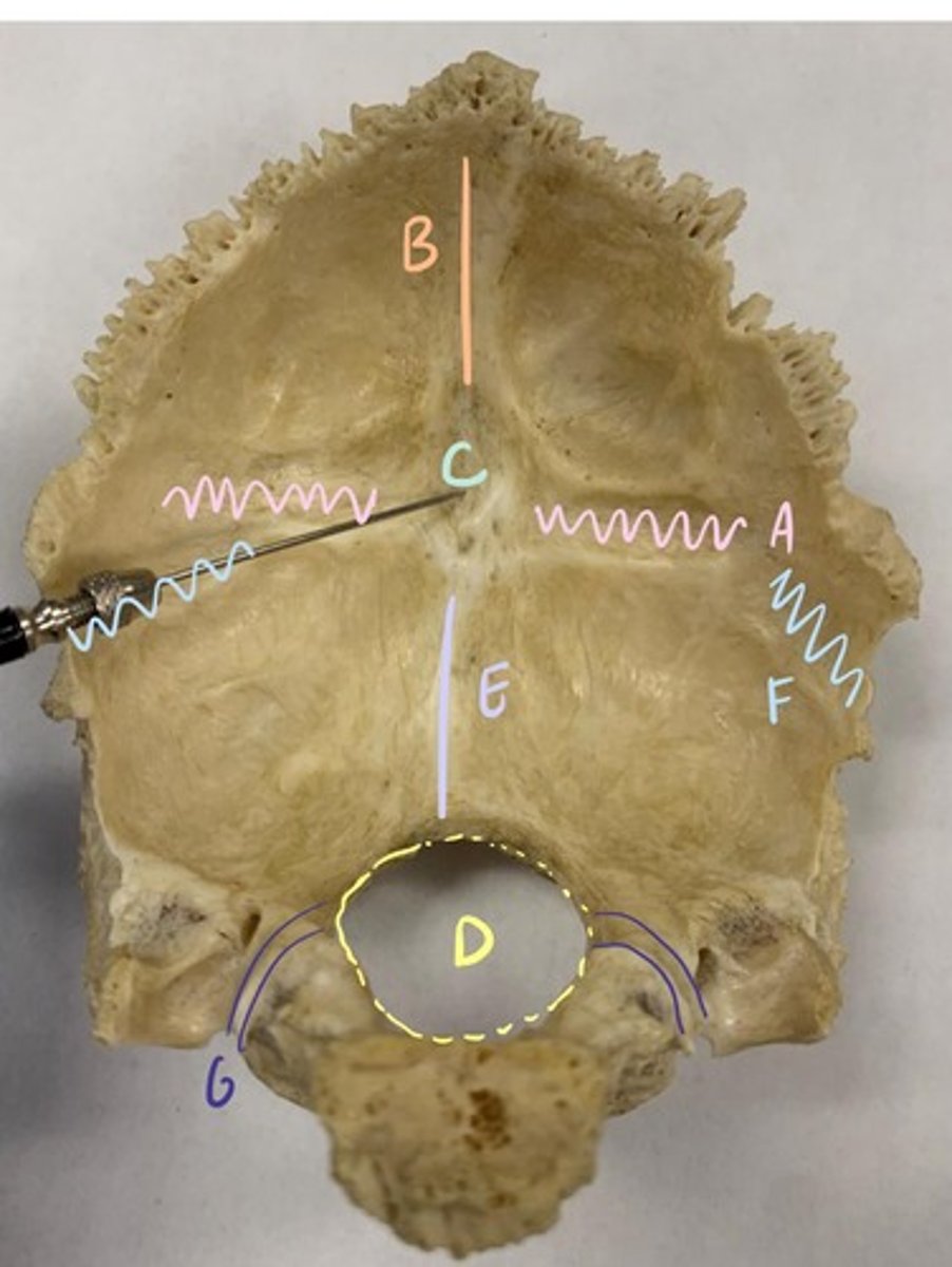 <p>B</p>