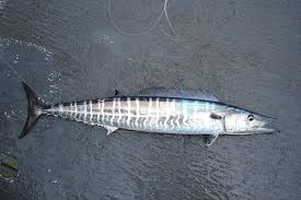 <p>Iridescent bluish green dorsally, silvery below with irregular bars on sides (down the whole body)</p><p>long pointed snout</p><p>first dorsal fin has 23-27 spines that originate over pectoral fin base</p><p>second dorsal followed by 9 finlets</p><p></p>