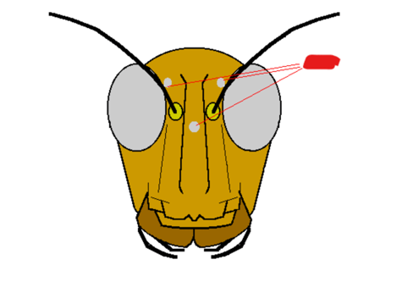<p>Simple eyes on an insect used to sense light</p>