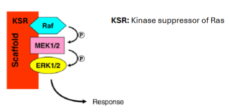 <p>KSR (Kinase Suppressor of Ras).</p>