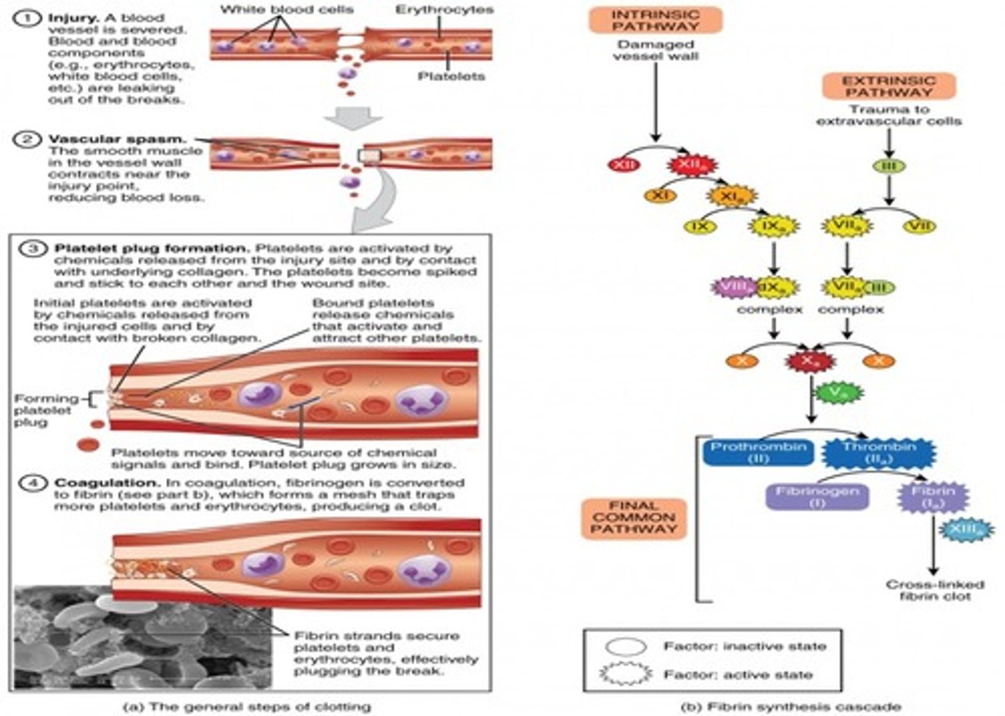 <p>coagulation</p>