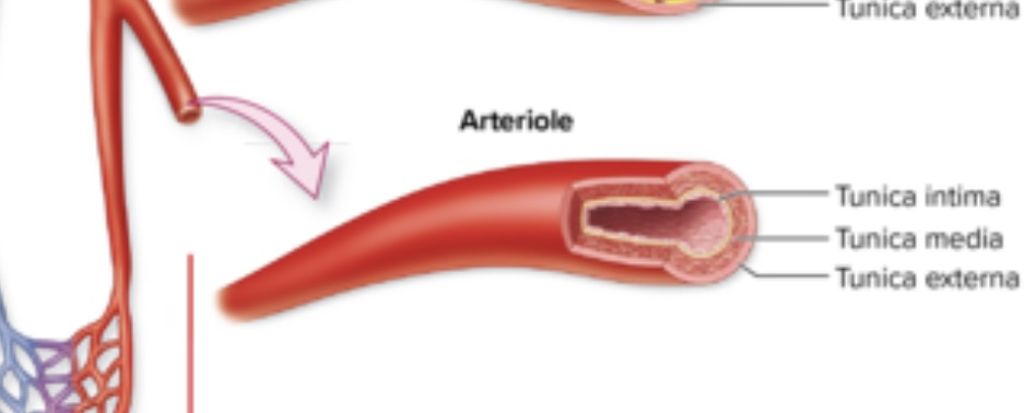 <p>Arterioles</p>