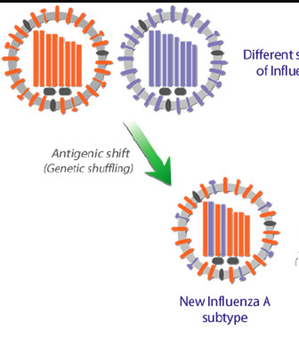 <p>reassortment between genetic material of different strains</p>