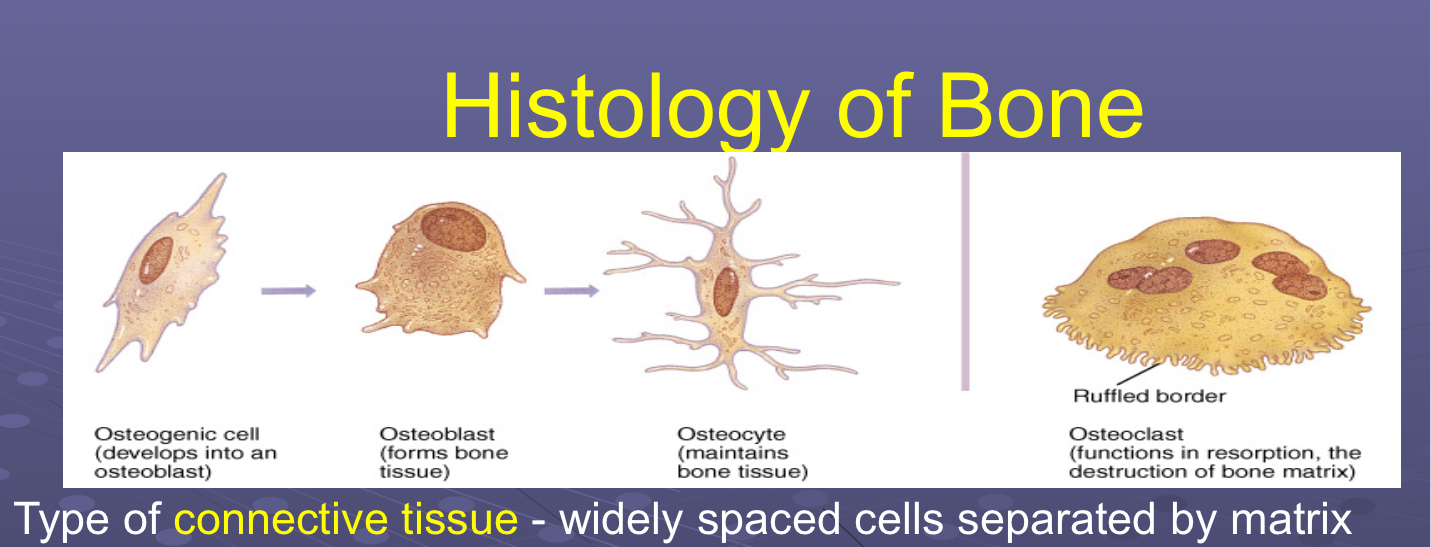 <p>Osteogenic</p><ul><li><p>Unspecialized/undifferentiated stem cells → osteoblasts</p></li></ul><p></p>