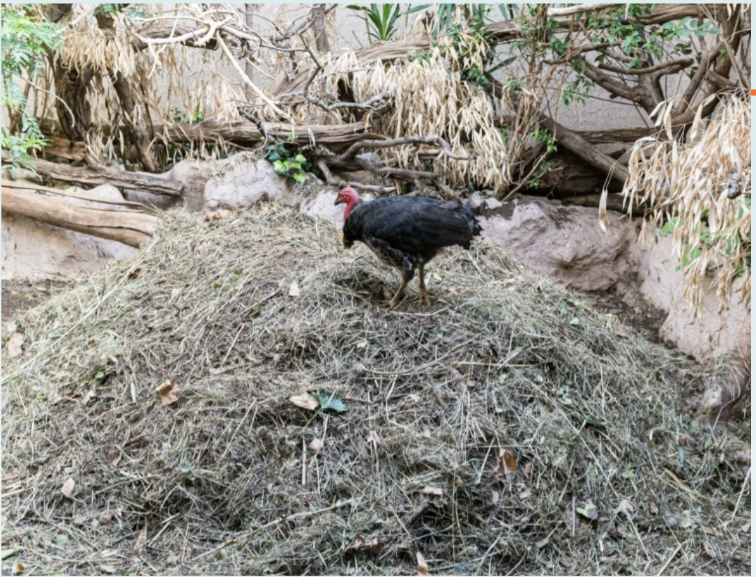 <p>Dead leaf litter and dirt, leaf decay keeps nest warm; eg. brush turkey.</p>