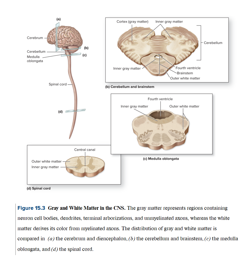 <p><strong><u>Gray matter</u></strong></p><ul><li><p>houses motor neuron and interneuron cell bodies, dendrites, terminal arborizations, + <strong>unmyelinated axons</strong></p></li><li><p><strong>outer layer: cortex </strong>→ covering most of the surface of an adult brain</p></li></ul><p><strong><u>White matter</u></strong></p><ul><li><p>derives its color from the myelin in the <strong>myelinated axons</strong></p></li><li><p>deep into the gray matter of cortex</p></li><li><p>within masses of white matter in the cerebrum contains discrete internal clusters of gray matter called <strong>cerebral nuclei</strong> (oval, spherical, sometimes irregularly shapes clusters of neuron cell bodies)</p></li></ul><p></p>