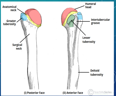 <p><strong>Proximal Humerus Fractures: Background</strong></p><p>-Anatomy:</p><ul><li><p>__________ neck, surgical neck, _________ tuberosity, and lesser tuberosity </p></li></ul><p>-Epidemiology:</p><ul><li><p>_______ adults ( &gt; 60)</p></li><li><p>F _ M</p></li></ul><p>-Mechanism of Injury:</p><ul><li><p>____ (most common)</p></li><li><p>Direct blow</p></li><li><p>Violent muscle contractions</p></li><li><p>______________</p></li></ul><p></p>