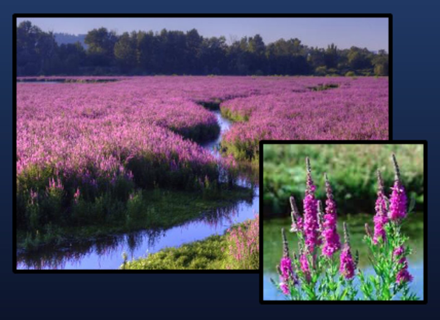 <p>Aquatic vegetation that is rooted on the bottom but has leaves that float on the surface or protrude above the water.</p><p>- purple loosestrife</p><p>- Lotus</p>