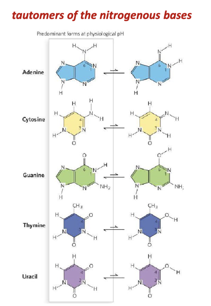 <p><span><strong>Kossel</strong> adopts Altmann’s approach to nucleic acid isolation and</span><br><span>improves upon the process.</span></p><p><span>Kossel uses methods of hydrolysis and elemental analysis to</span><br><span>determine the chemical formula of the nitrogenous bases.</span></p><p><span>Awarded the 1910 Nobel Prize in Physiology or Medicine</span><br><span>“in recognition of cell chemistry made through his work on proteins,</span><br><span>including nucleic substance”</span></p>