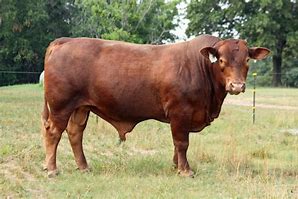 Composite Breed

Origin: US (Lasater Ranch)

Color: red/white (no set pattern)

horned

1/2 brahman; 1/4 Hereford; 1/4 shoehorn

bred for the 6 essentials