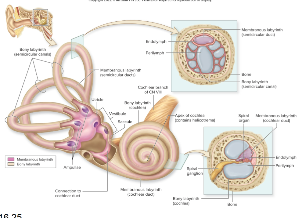 <p>What does the cochlea house?</p>
