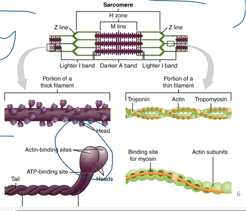 <p></p><p>_____ filaments</p><p>almost entirely of <strong>myosin</strong></p><p>•Polypeptide chains form two globular heads and a tail</p><p>•Heads form crossbridge – area that exerts force on the thin filament</p><p>•Head contains ATP-binding site and actin-binding site</p><p></p><p>_____ filaments: Mostly made of the protein <strong>actin</strong></p><p>Also include the regulatory proteins troponin and tropomyosin.</p><p>Important roles in regulating contractions</p><p></p><p><u><strong>____:</strong></u></p><p>Overlaps binding sites</p><p>blocking <strong>cross bridges</strong></p><p><u><strong>_______:</strong></u></p><p>•<strong>Ca2+ binding</strong> to troponin regulates skeletal muscle contraction because it moves the tropomyosin away and allows myosin to interact with the actin.</p>