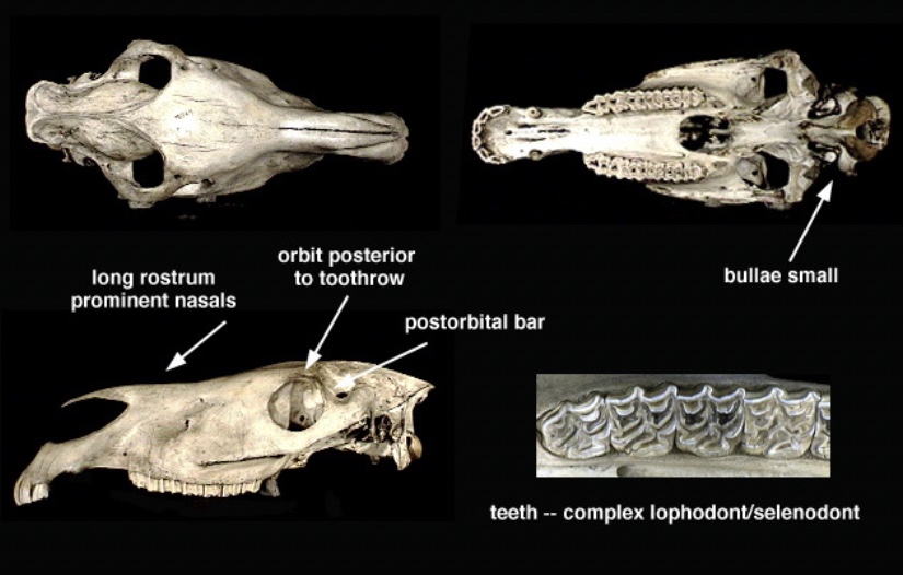 <p>Genus?</p>