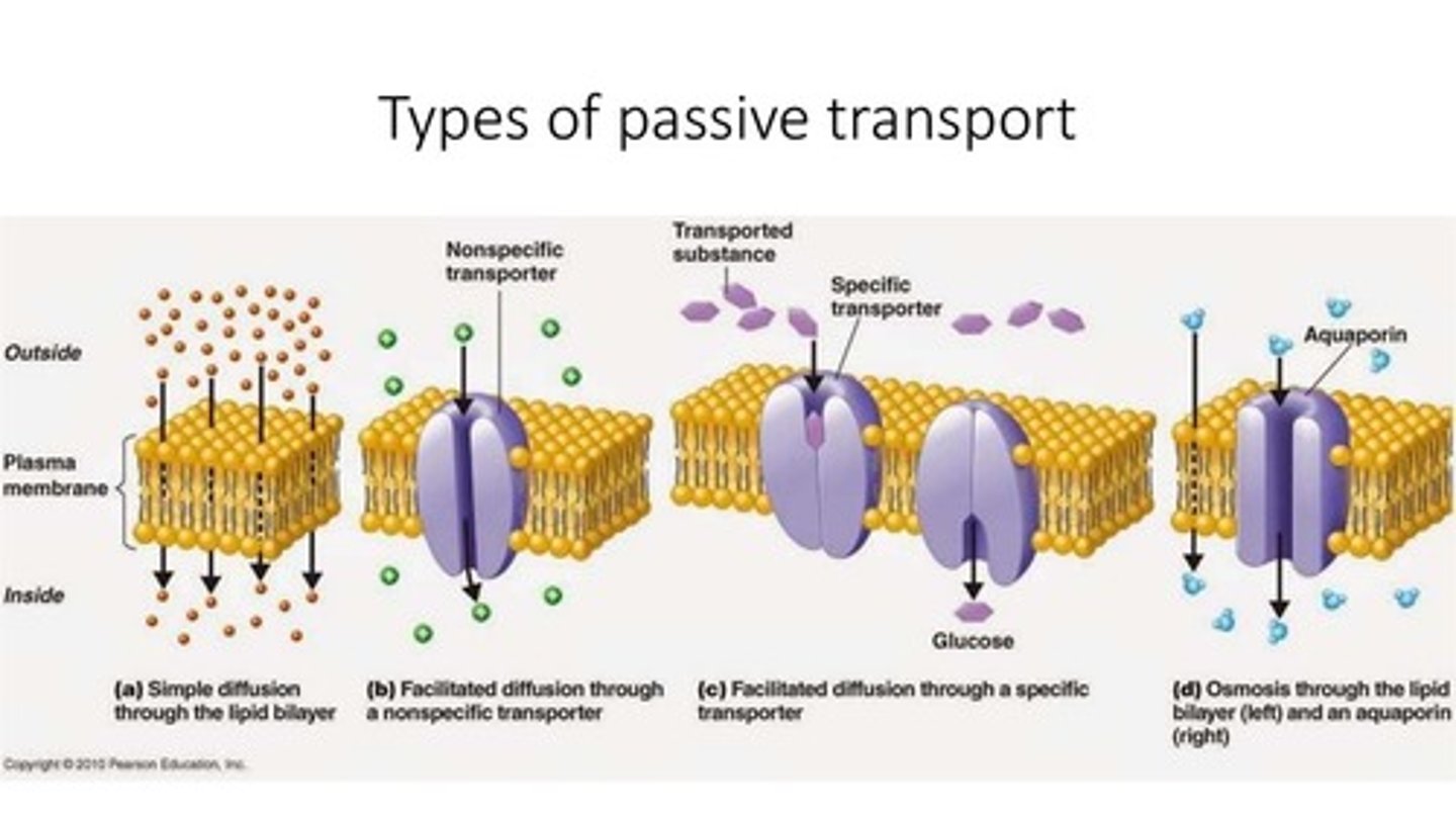 <p>Diffusion is when a substance simply diffuses/transports directly through the cell membrane without the assistance of a channel/protein.</p><p>Osmosis is the movement of water across a cell membrane.</p><p>Filtration is special type of Diffusion in which some substances are allowed to diffuse while others are not.</p><p>Facilitated Diffusion is diffusion that occurs with the assistance of a protein without the utilization of energy.</p>