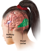 <p>receives information from the ears</p>