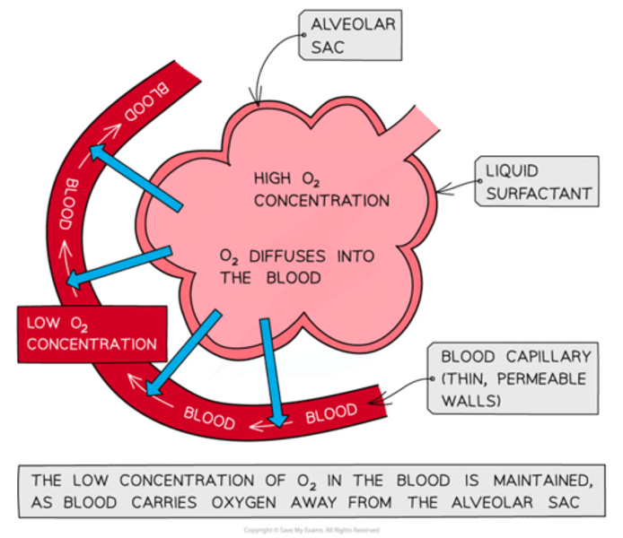 <p>-one cell thick alveoli walls + flattened cells = very short diffusion distance = quick g.e<br>-large no. of alveoli increasing SA available for diffusion <br>-extensive capillary network which are one cell thick/flattened = short gas diffuse distance + constant flow maintains the concentration gradient for gas exchange<br>-alveoli have surfactant</p>