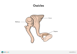 <p>The __ is one of the three small bones in the middle ear that helps transmit sound vibrations from the tympanic membrane to the stapes.</p>