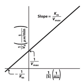 <p>Lineweaver-Burk Plots</p>