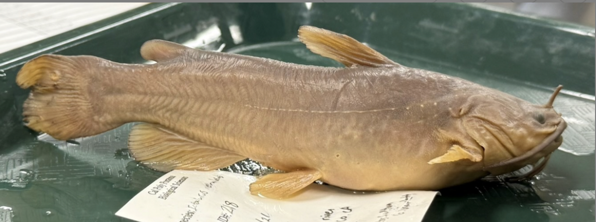 <p>Brown Bullhead Catfish<strong> Family</strong></p>