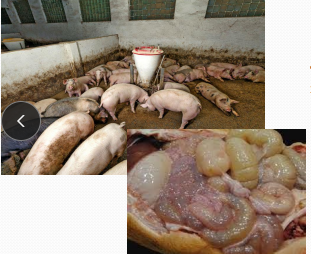 <p>Transmissible gastroenteritis (TGE) in <span style="color: rgb(230, 155, 255)">pigs</span></p>