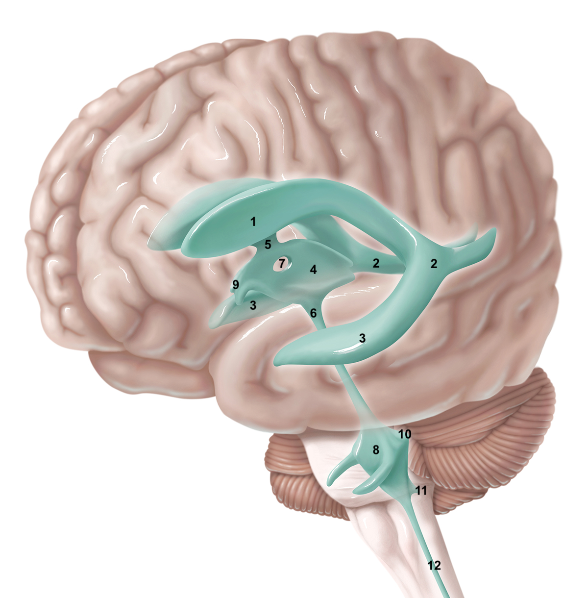 posterior horn of lateral ventricle