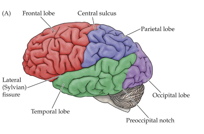 <p>4 major lobes of the brain and their locations</p>