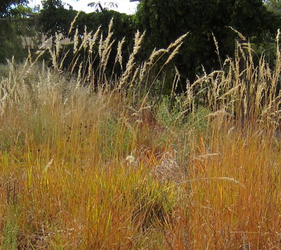 <p>wheat-like inflorescence, broad foliage, 3-5’ tall, warm season, native</p>