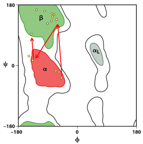 <p>various phi/psi angles</p>
