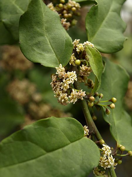 <p>the only species under Amborellales, the most basal angiosperm order</p>