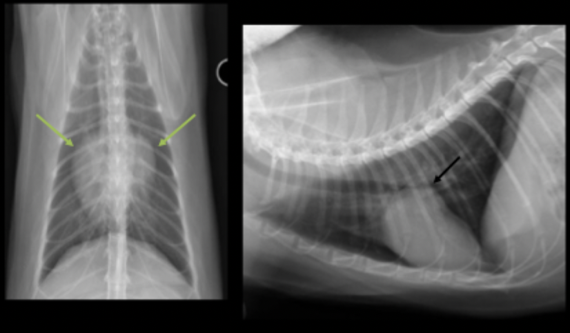 <p>What can be seen on these feline radiographs?</p>