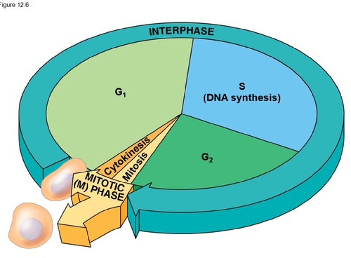 <p>Mitosis and cytokinesis.</p>