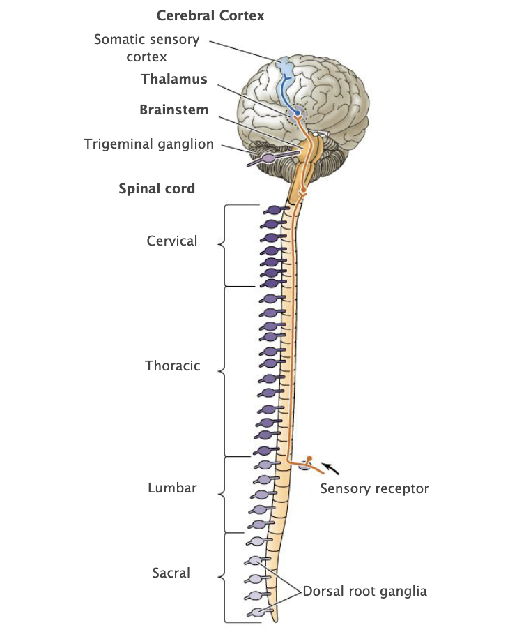 <p>Segmental sensory ganglia of the spinal cord.</p>