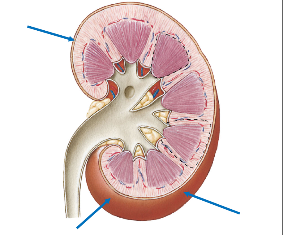 <p>Name the structure </p>