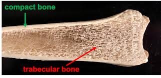 <ul><li><p><strong>DENSEST </strong>part of the bone </p></li></ul><p></p>