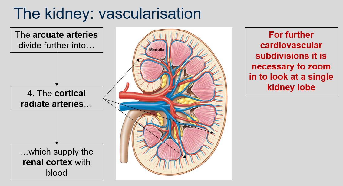The cortical radiate arteries supply the renal cortex with blood and originate from the arcuate arteries. 