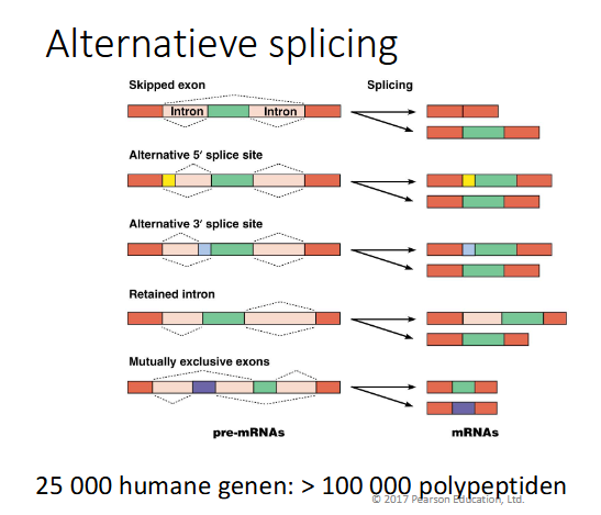<ul><li><p>skipped exon: een exon wordt mee verwijderd</p></li><li><p>alternatieve 5’ slice site: kan resulteren in een groter of kleiner mRNA</p></li><li><p>alternatieve 3’ splice site: verandert lenge mRNA</p></li><li><p>retained intron: een intron wordt behouden</p></li><li><p>mutually exclusive exons: 2 soorten mRNAs mogelijk omdat er 2 exonen zijn die nooit samen voorkomen</p></li></ul><p></p>