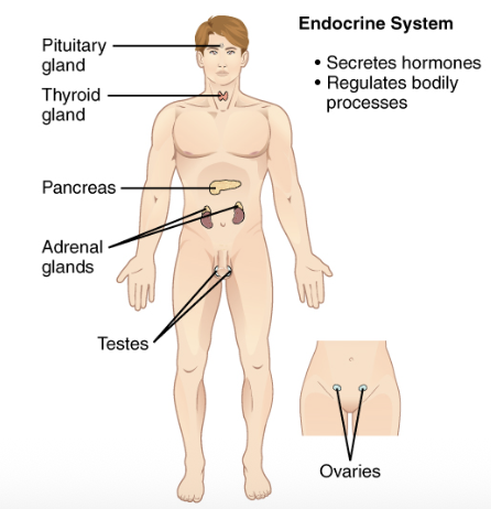 <p>Glands that secrete hormones regulating body processes.</p>