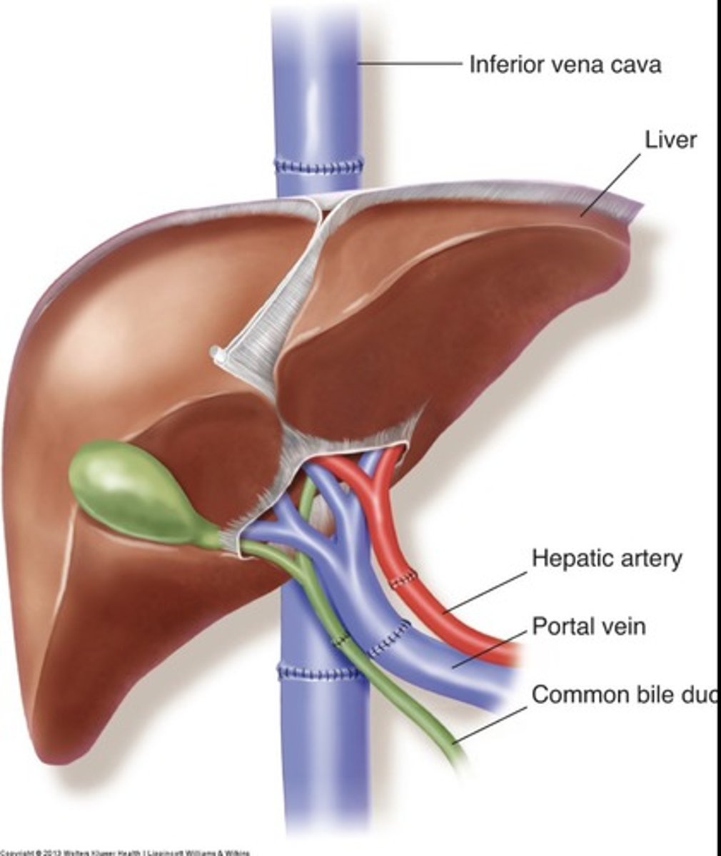 <p>Whole liver is transplanted from a deceased donor</p>