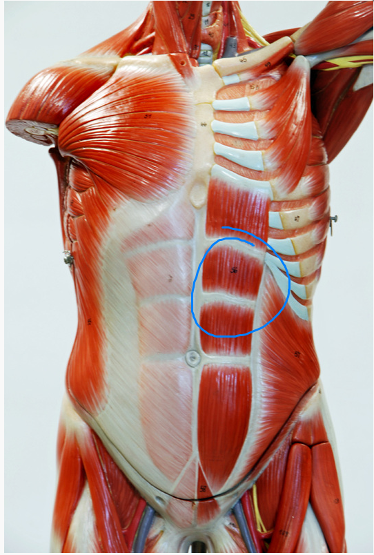 <p>What is the Action of the Muscle circled&nbsp;</p>