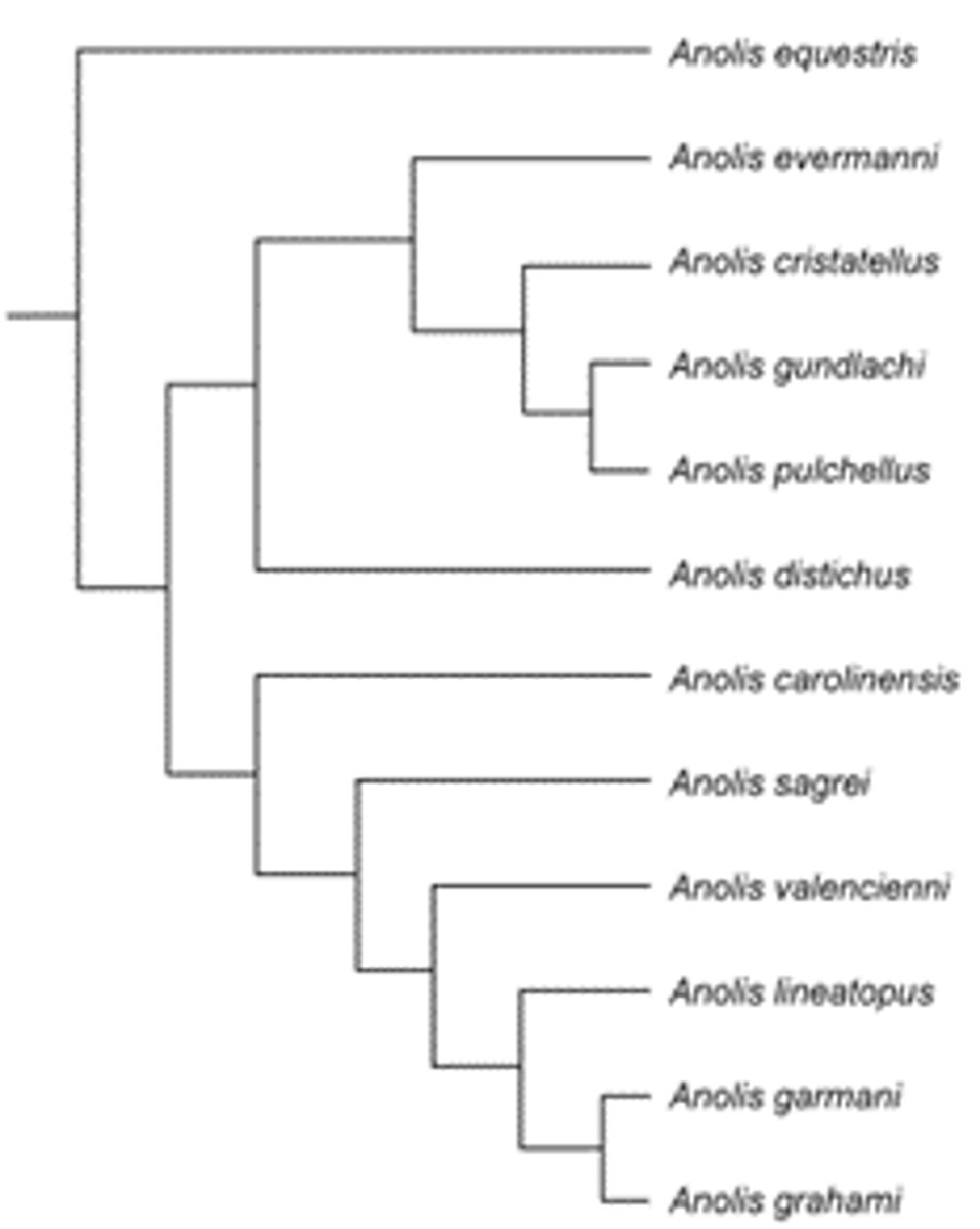 <p>The most distantly related species is:<br>Anolis equestris</p>