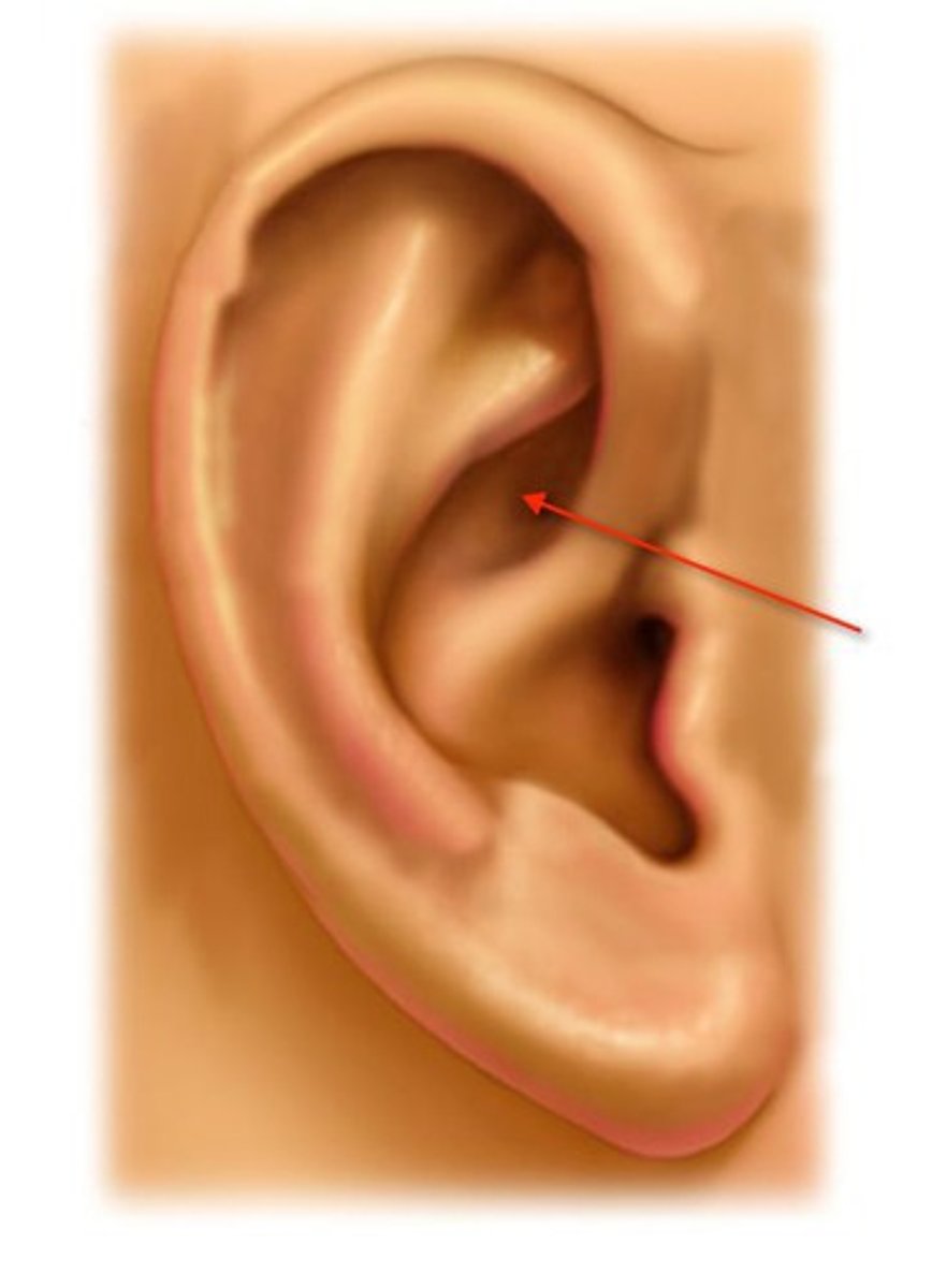 <p>smaller depression anterior to the concha</p>