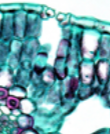 <p>surround an opening called the stoma and are only found on non-woody above-ground parts of plants</p>