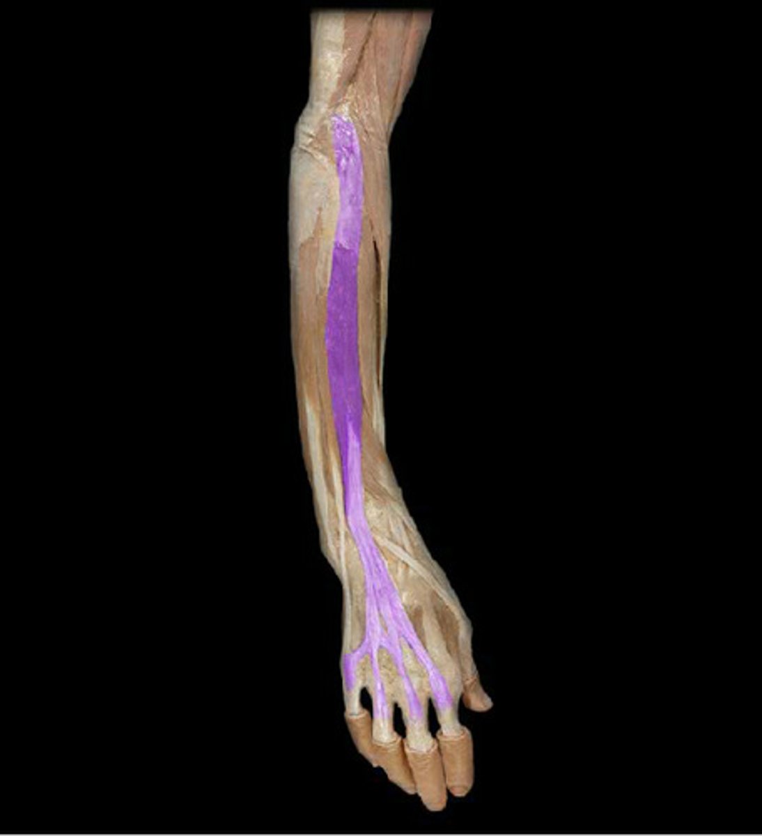 <p>Lateral epicondyle of humerus</p><p>Extensor expansion of digits 2-5</p>
