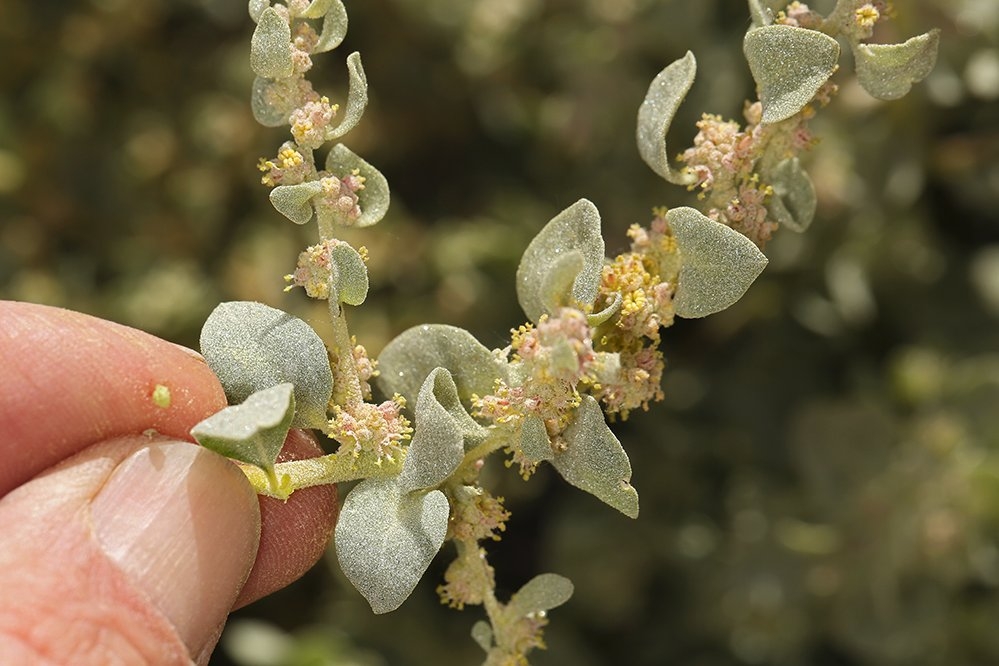 <p>What is this plant’s scientific name?</p>