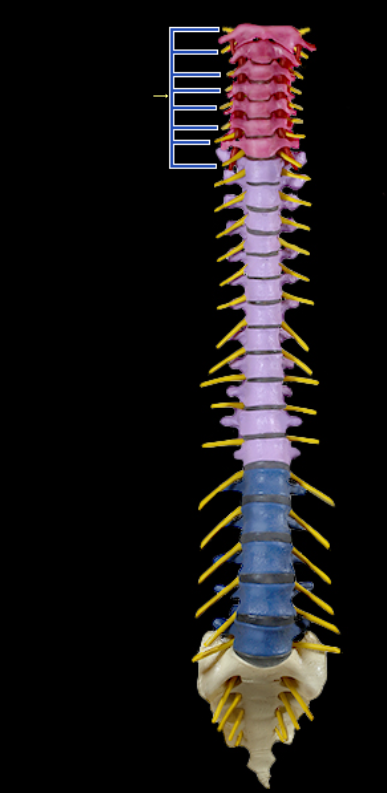 <p>Ventral rami of cervical spinal nn.</p>