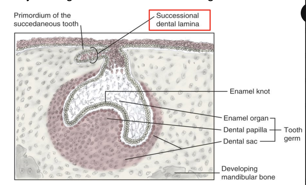 <p>Tooth buds for <strong>all permanent teeth </strong>EXCEPT <strong>molars </strong></p>