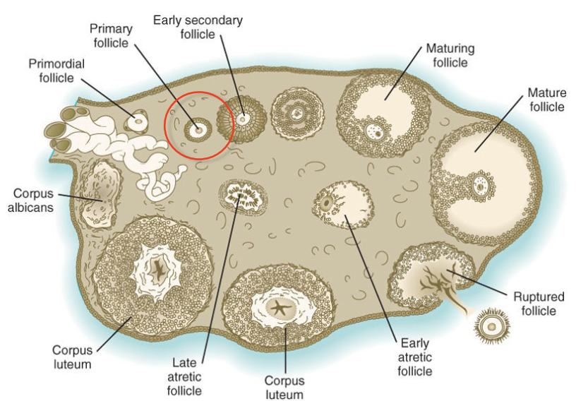 * one cell thick: cuboidal
* by birth, primary oocytes have a complete layer of follicular cells
* Zona pellucida begins to form but may not be visible